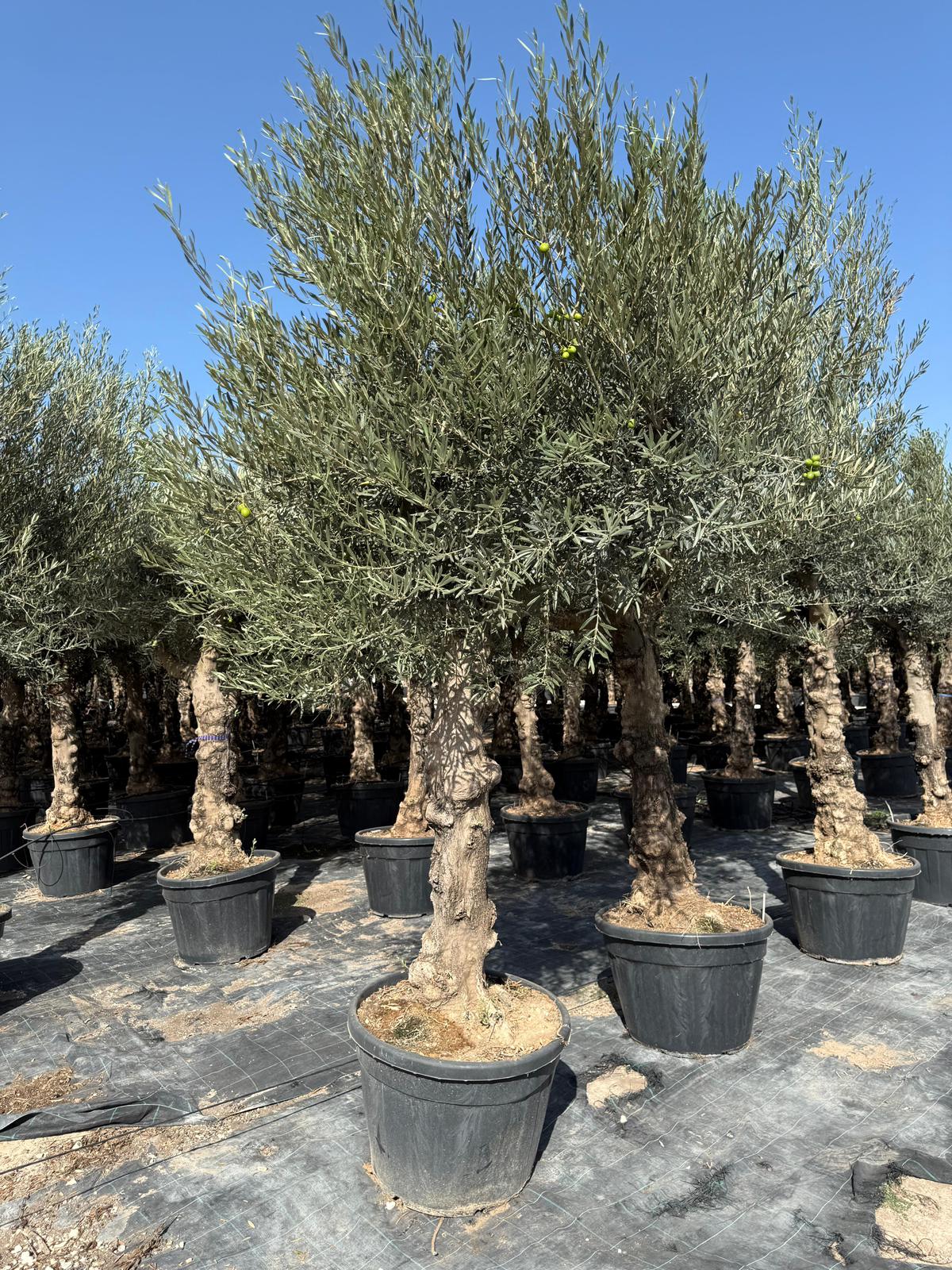 Olea europaea hojiblanca ramif. C130l |  P.64cm H.200