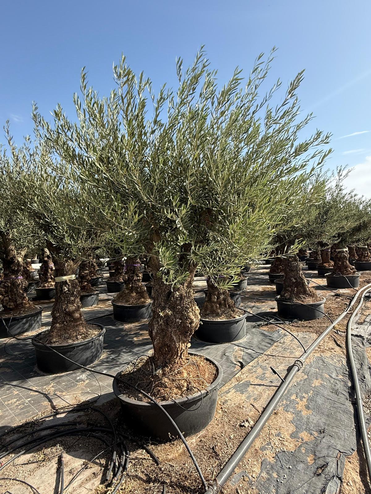 Olea europaea hojiblanca ramif. Lowpot 150l |  P.70cm H.200