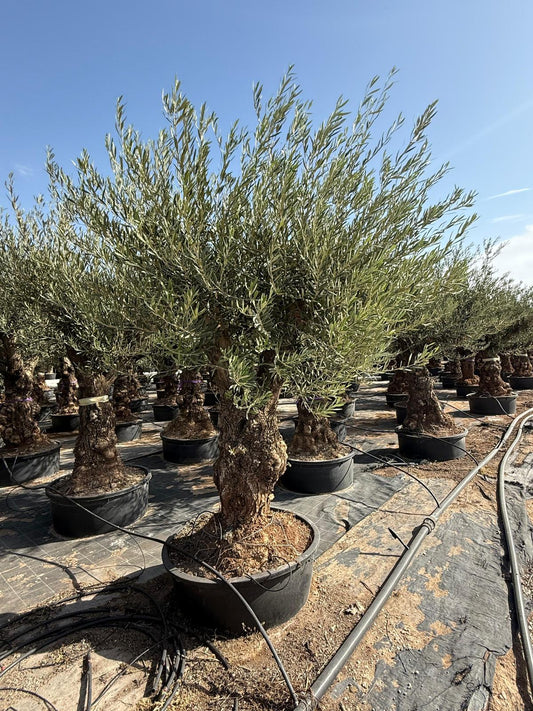 Olea europaea hojiblanca ramif. Lowpot 150l |  P.70cm H.200