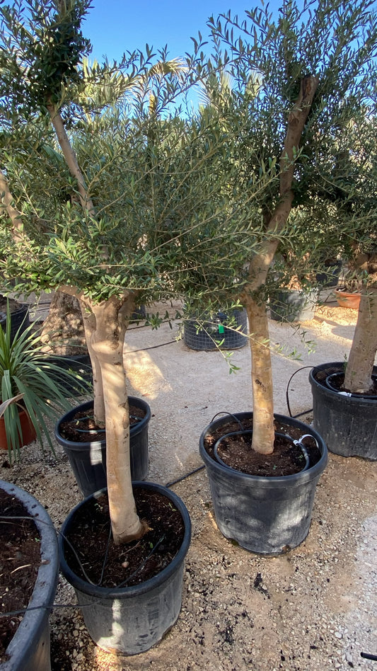Olea europaea intens. Arbequino ram 3040 45l |  P.43cm H.200