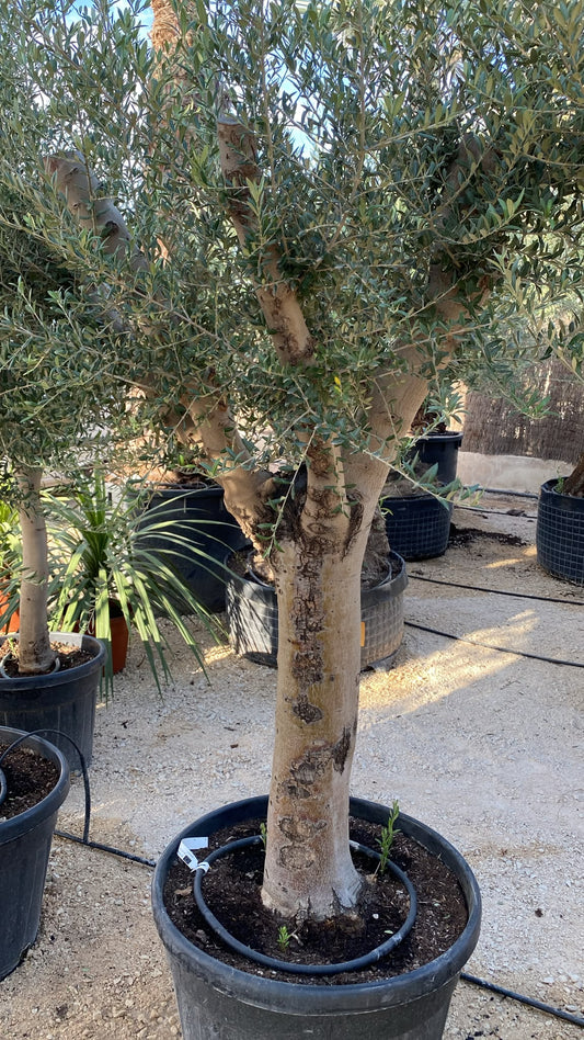 Olea europaea intens. Arbequino ram 4060 60l |  P.50cm H.200