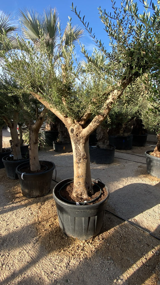 Olea europaea intens. Arbequino ram 6080 60l |  P.50cm H.200