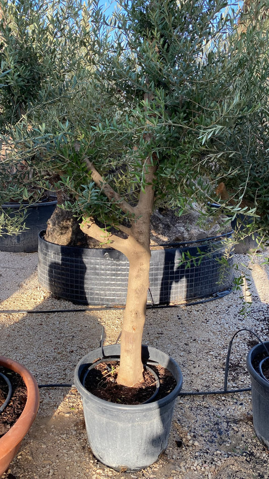 Olea europaea intens. Ram. 2030 45l  |  P.43cm H.180