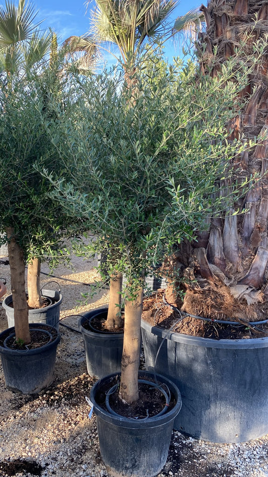 Olea europaea intensivo 2030 45l  |  P.43cm H.180