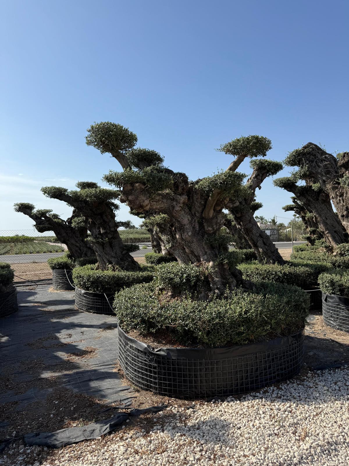 Olea europaea lechin plato malla grande |  P.NETcm H.240