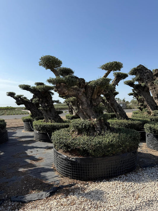 Olea europaea lechin plato malla grande |  P.NETcm H.240