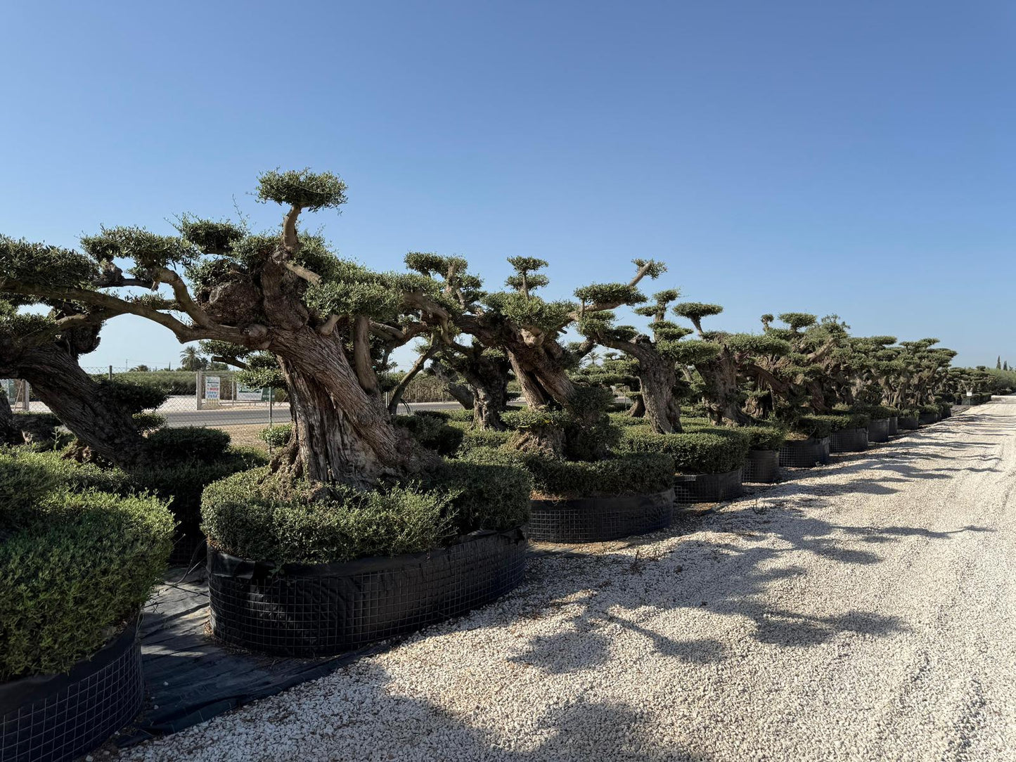 Olea europaea lechin plato malla mediano |  P.NETcm H.240