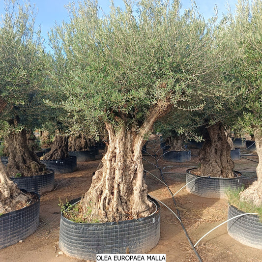 Olea Europea Malla 1P |  P.NETcm H.260