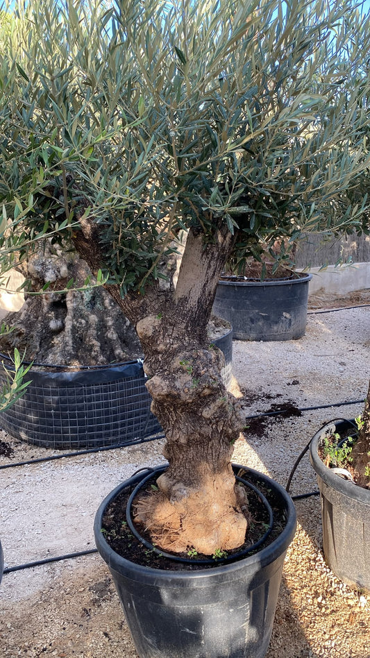 Olea europaea minipata hojiblanca 130l  |  P.64cm H.200