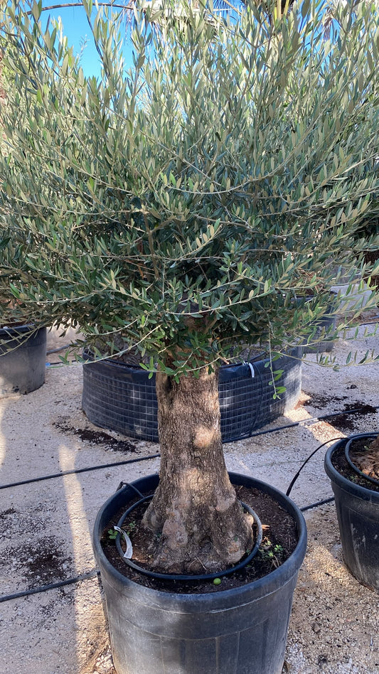 Olea europaea minipata manzanilla 130l |  P.64cm H.200