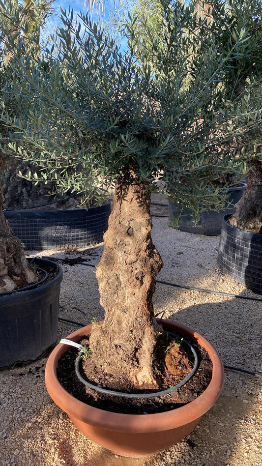 Olea europaea minipata tarrina 90cm  |  P.90cm H.180
