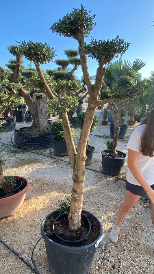 Olea europaea mini plato 55l  |  P.46cm H.200