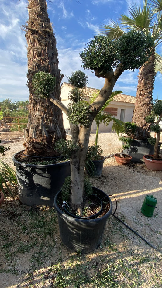 Olea europaea multibola 100l  |  P.60cm H.200