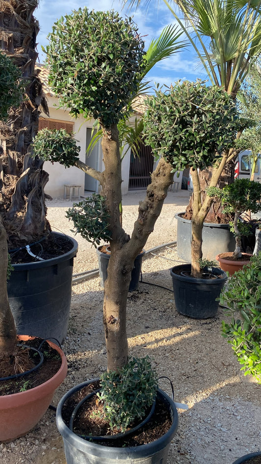 Olea europaea multibola 45l  |  P.43cm H.180