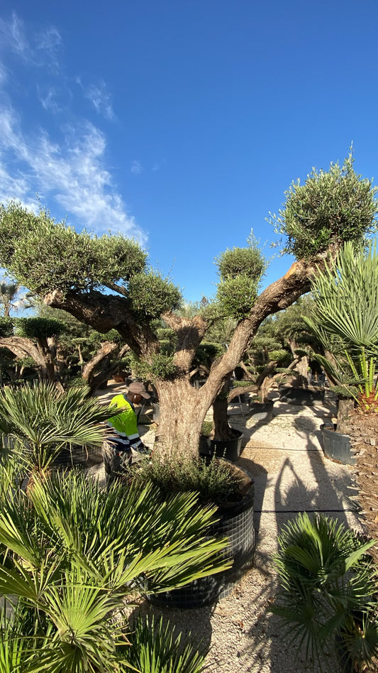 Olea europaea multibola ejemplar  |  P.NETcm H.280