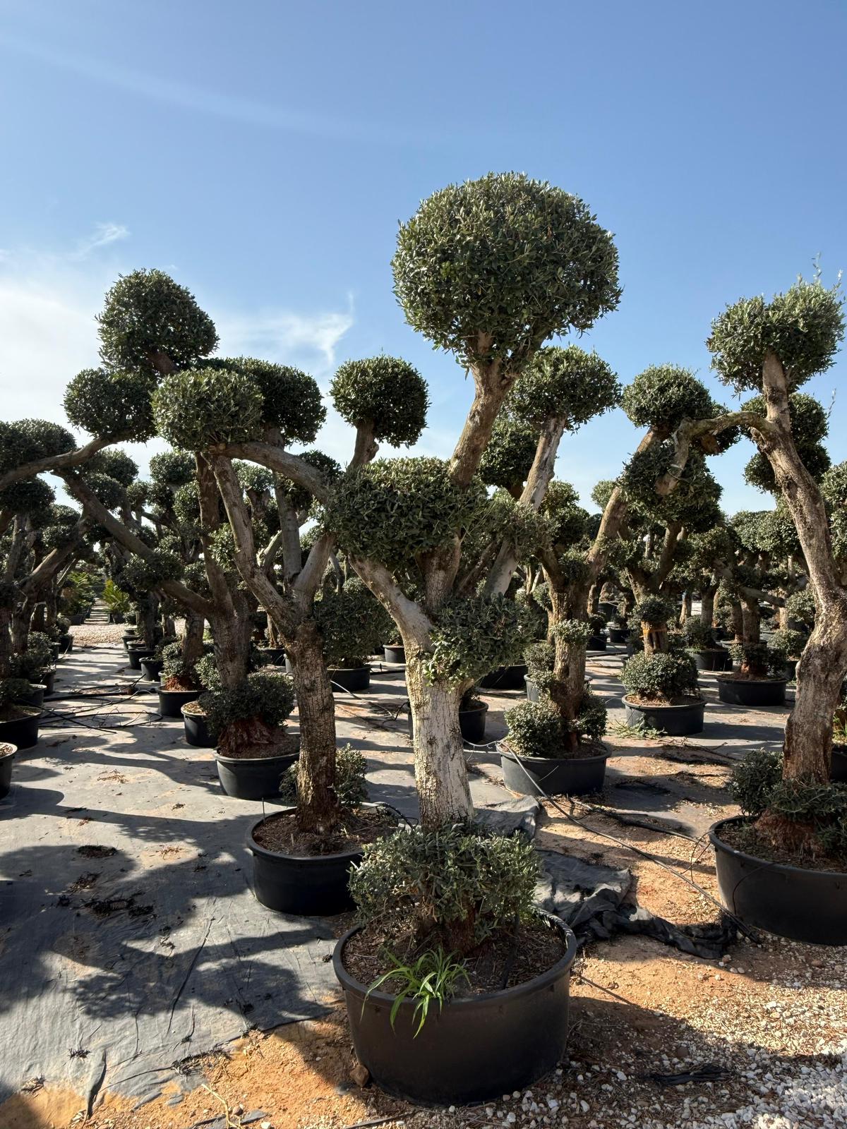 Olea europaea plato/multibola lowpot 150l |  P.65cm H.200