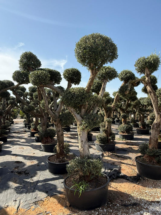 Olea europaea plato/multibola lowpot 150l |  P.65cm H.200