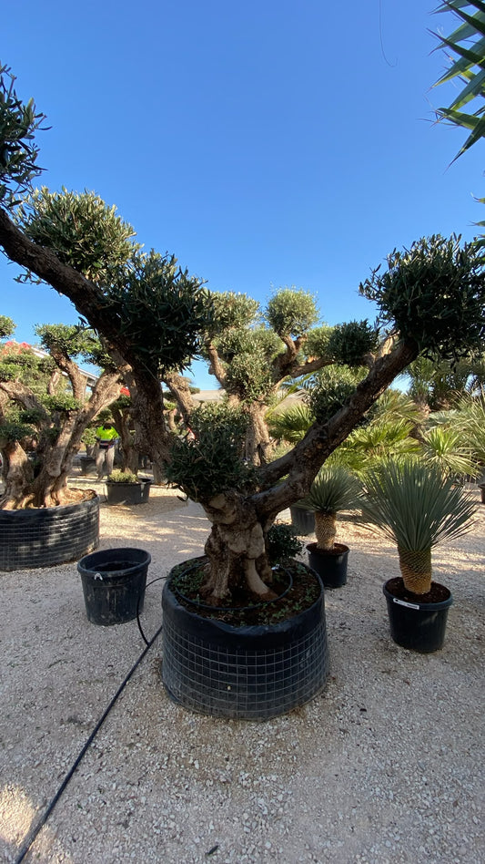 Olea europaea multibola malla  |  P.NETcm H.280