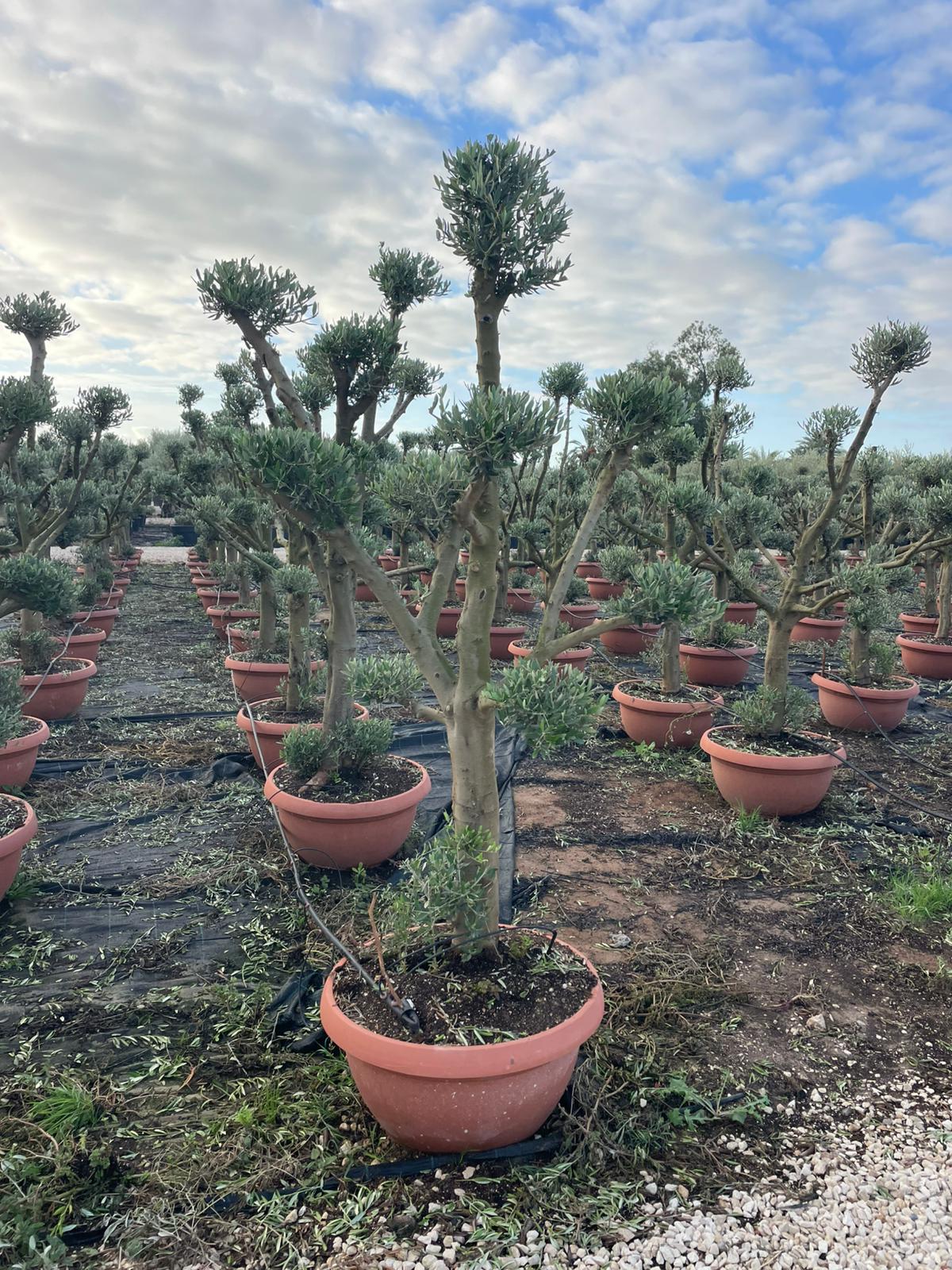Olea europaea multibola t70cms |  P.72cm H.200