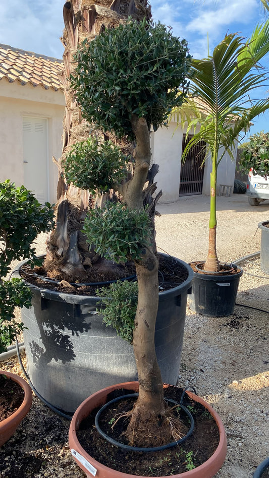 Olea europaea multibola tarrina 50cm |  P.50cm H.180