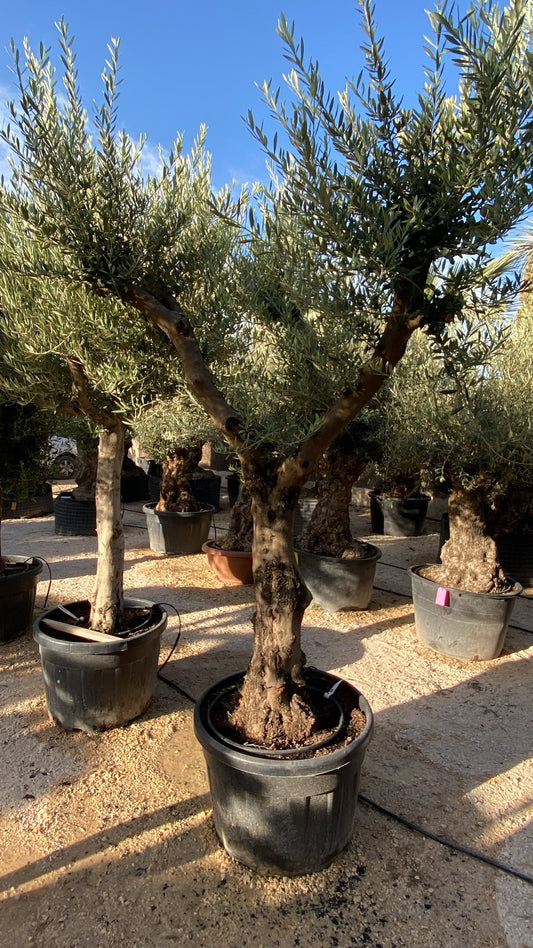 Olea europaea natural ram 4050 110l |  P.61cm H.220