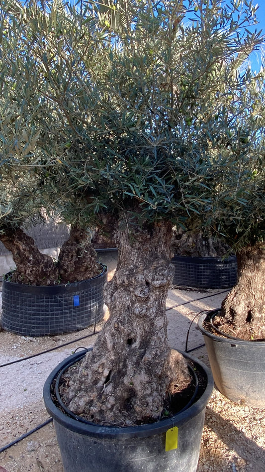 Olea europaea pata 180l am  |  P.73cm H.200