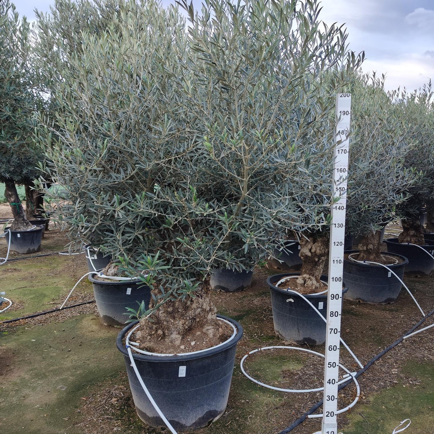 Olea Europea Pata 60-80 180l |  P.73cm H.220