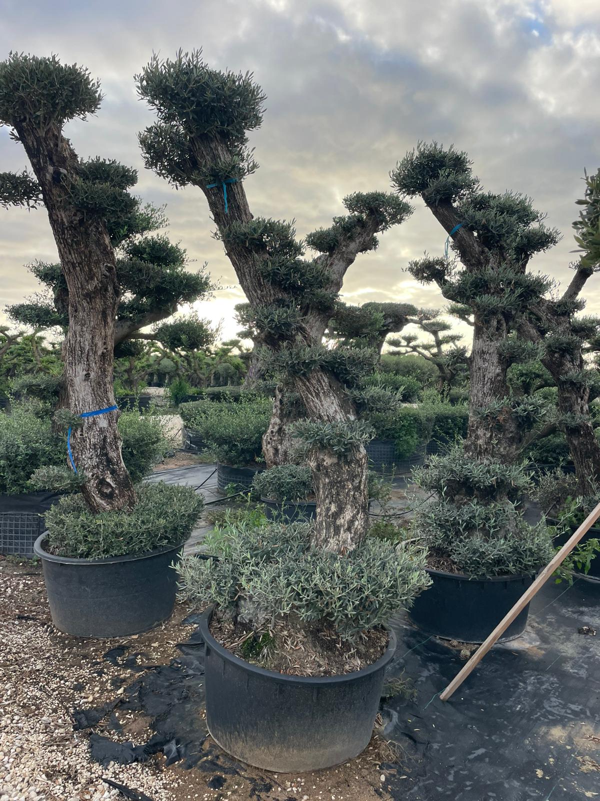 Olea europaea pata alta lowpot 150l |  P.70cm H.240