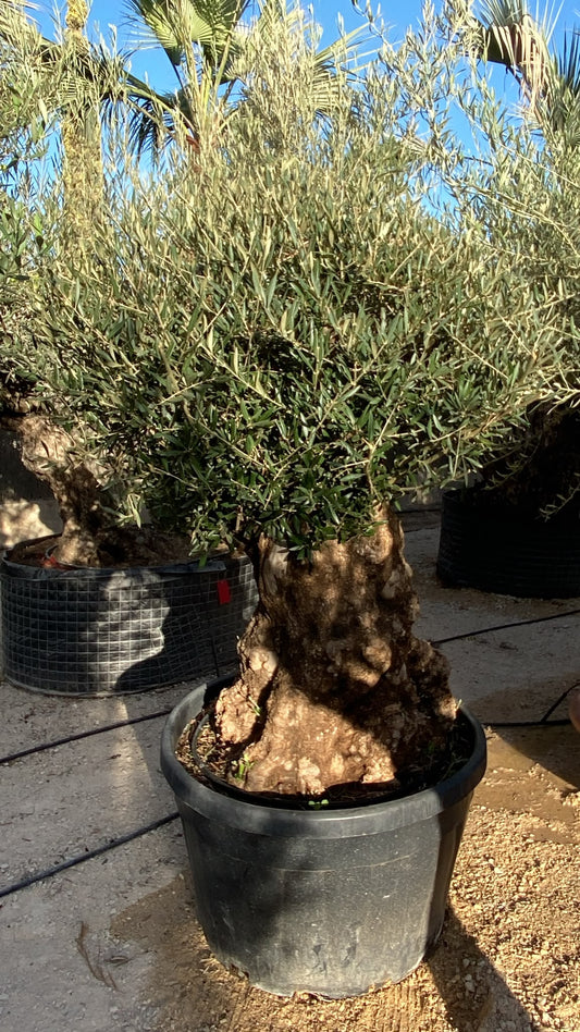 Olea europaea pata bola 230l  |  P.80cm H.200