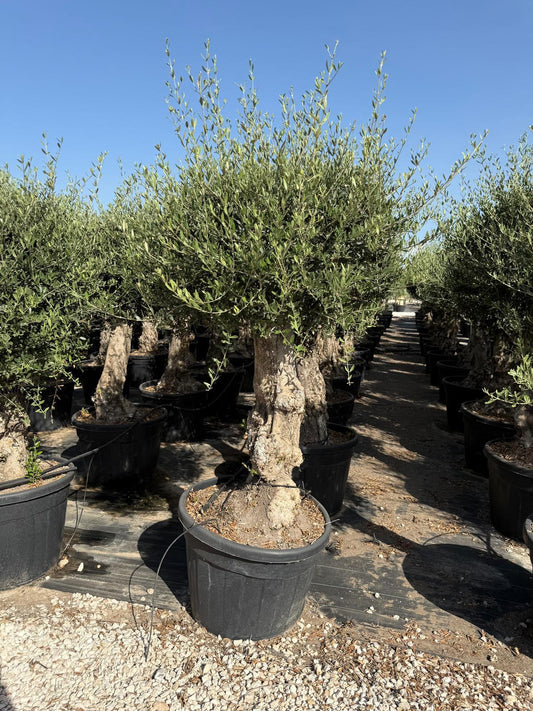 Olea europaea pata bola c130l |  P.64cm H.220