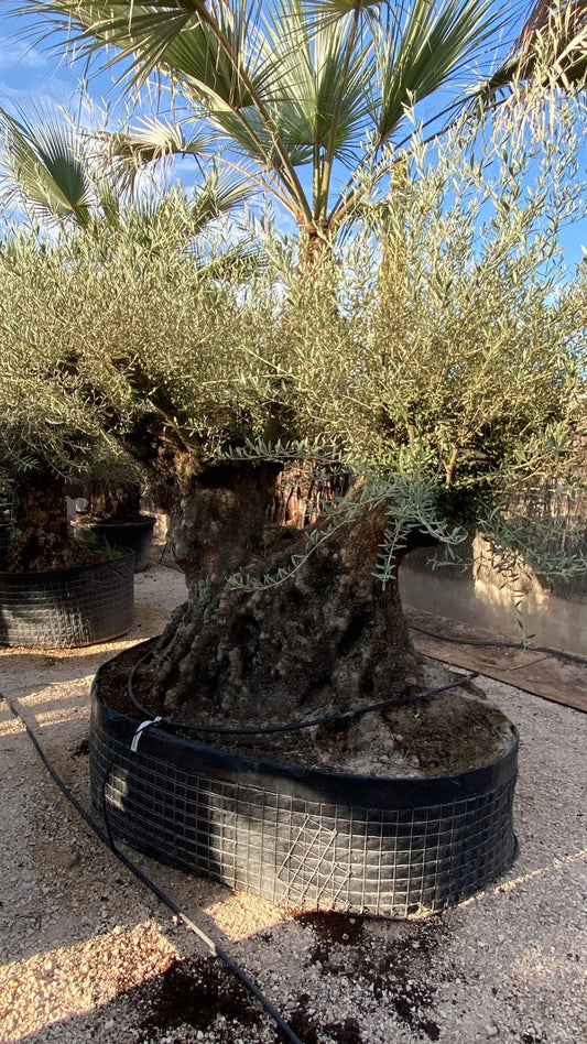 Olea europaea pata doble malla  |  P.NETcm H.240