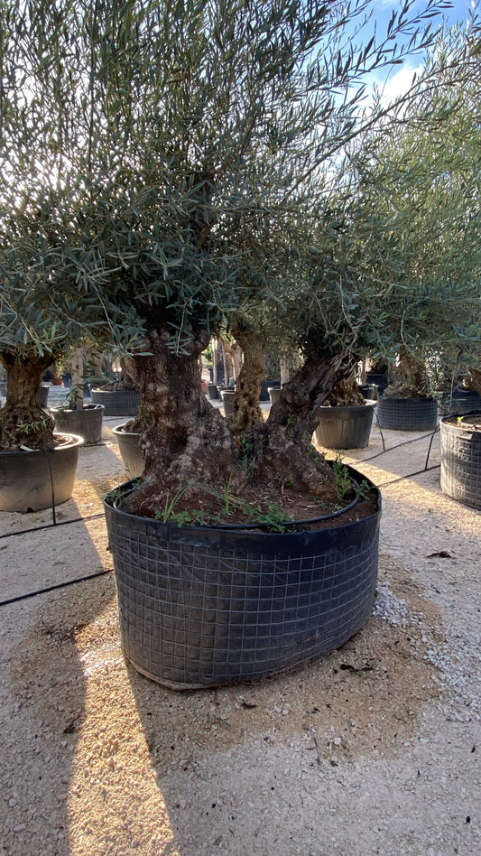 Olea europaea pata doble med malla  |  P.NETcm H.240