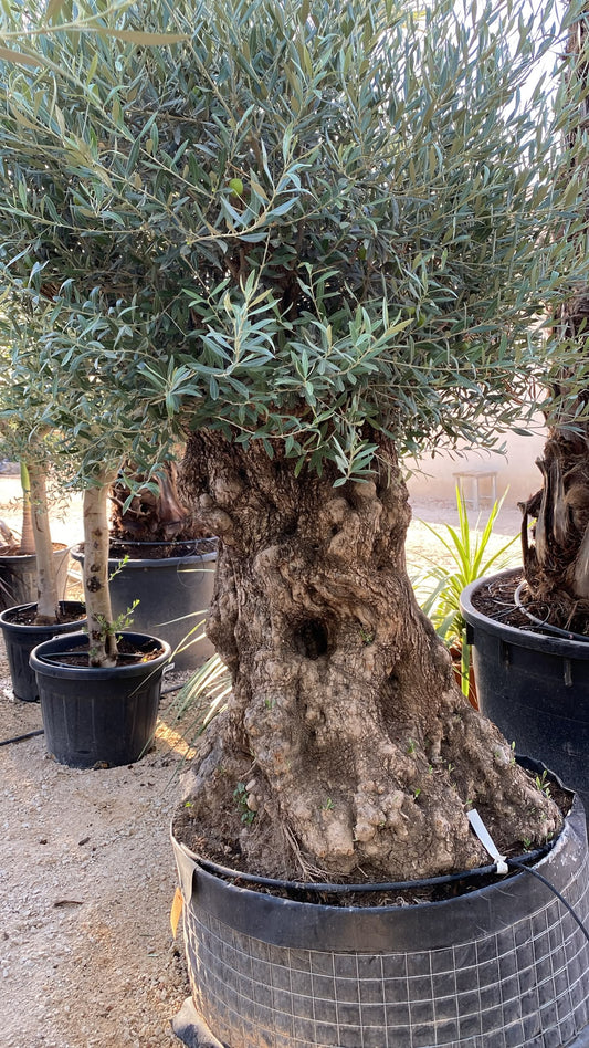 Olea europaea pata malla nj  |  P.NETcm H.220