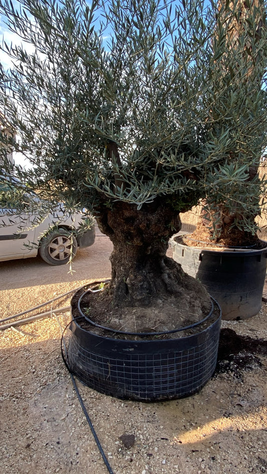 Olea europaea pata malla rj  |  P.NETcm H.220