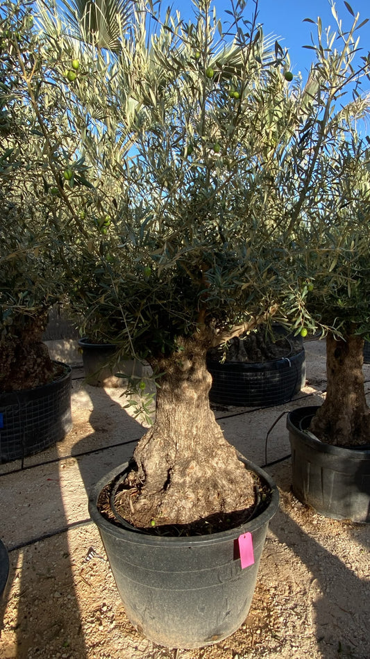 Olea europaea pata malla rs  |  P.NETcm H.200