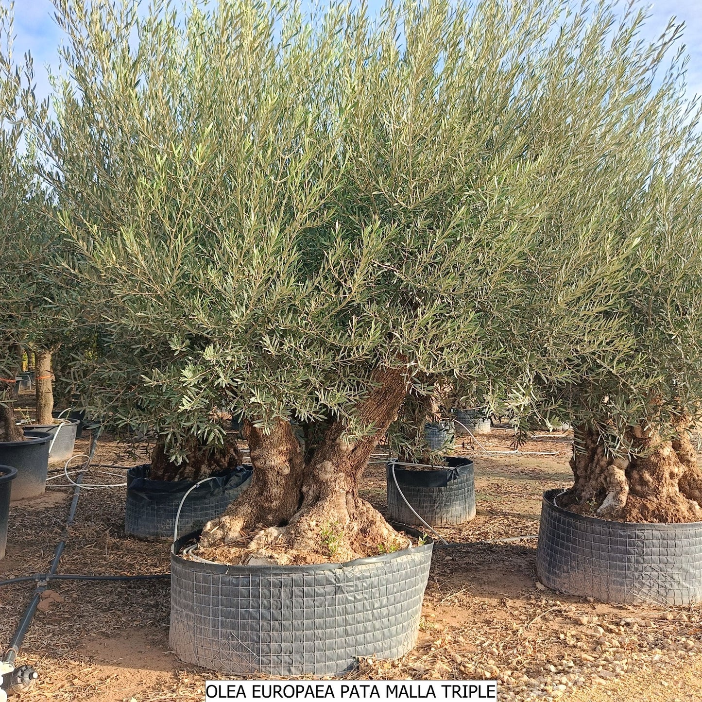 Olea Europea Pata malla Triple |  P.NETcm H.220 cm