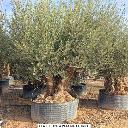 Olea Europea Pata malla Triple |  P.NETcm H.220 cm