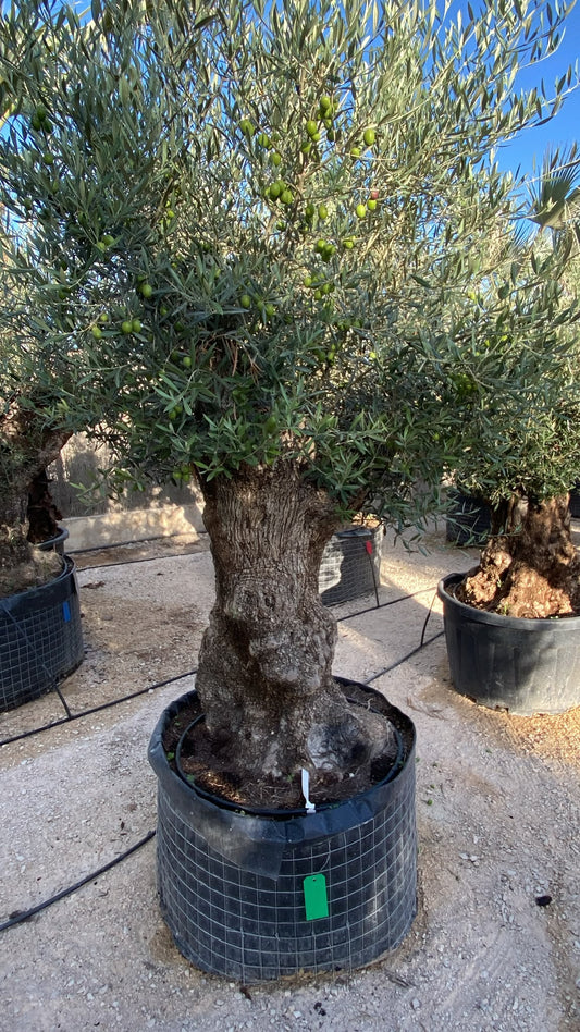 Olea europaea pata malla vd  |  P.NETcm H.220