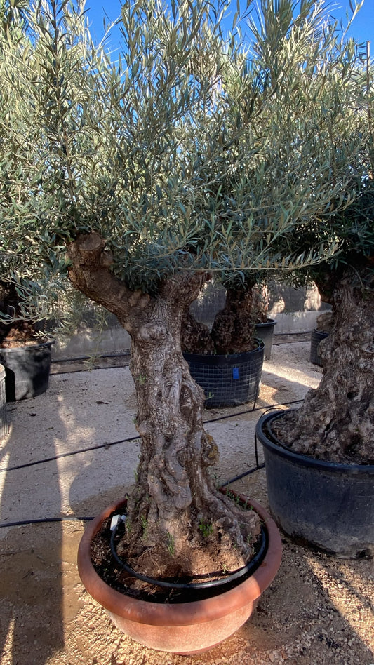 Olea europaea pata tarrina 90cm  |  P.90cm H.220