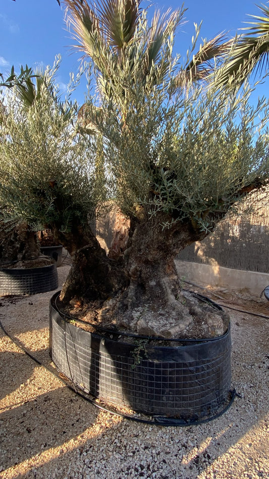 Olea europaea pata triple malla  |  P.NETcm H.240
