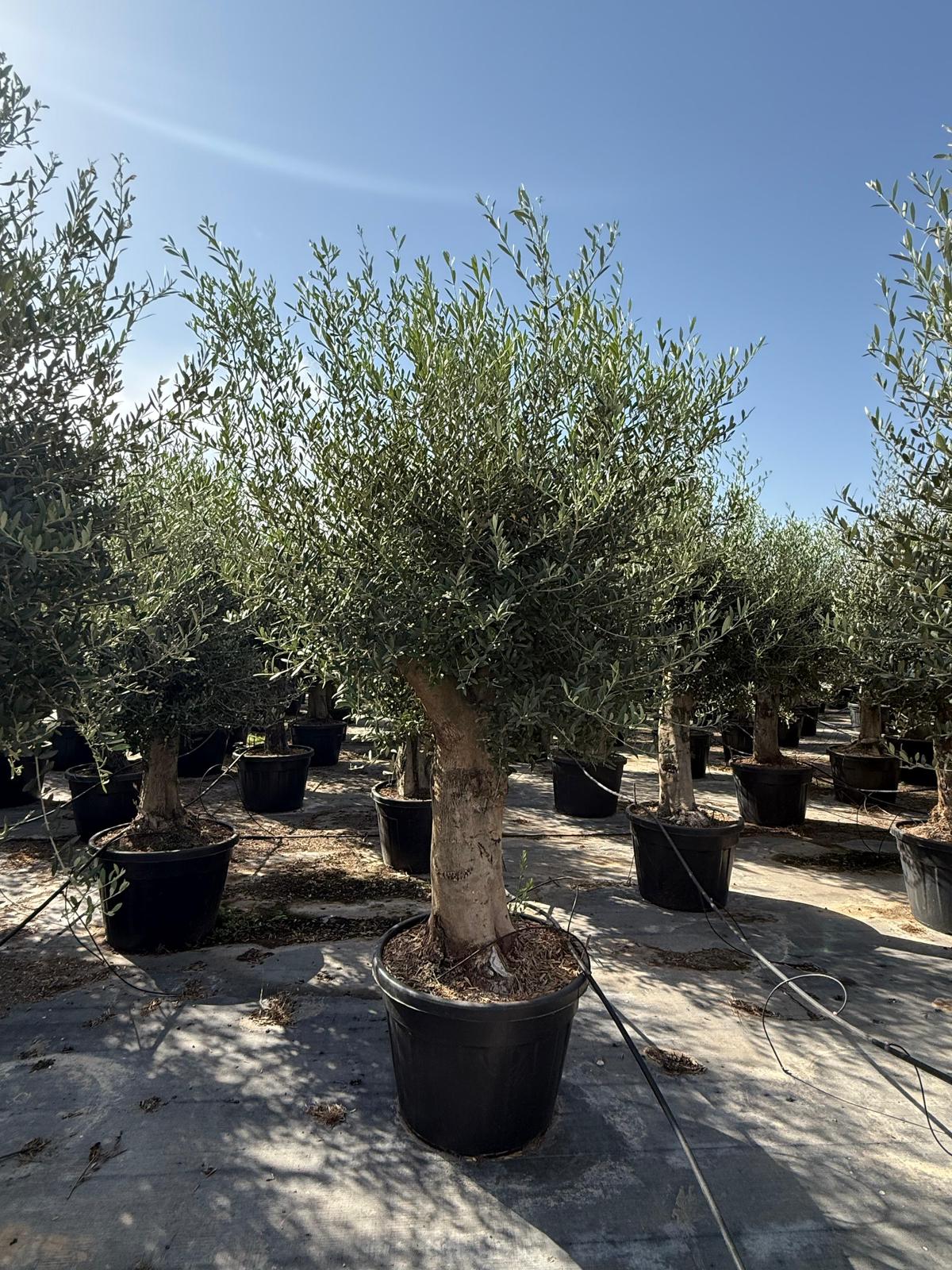 Olea europaea piel joven 100l |  P.60cm H.200