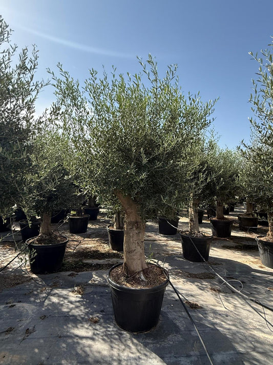 Olea europaea piel joven 100l |  P.60cm H.200