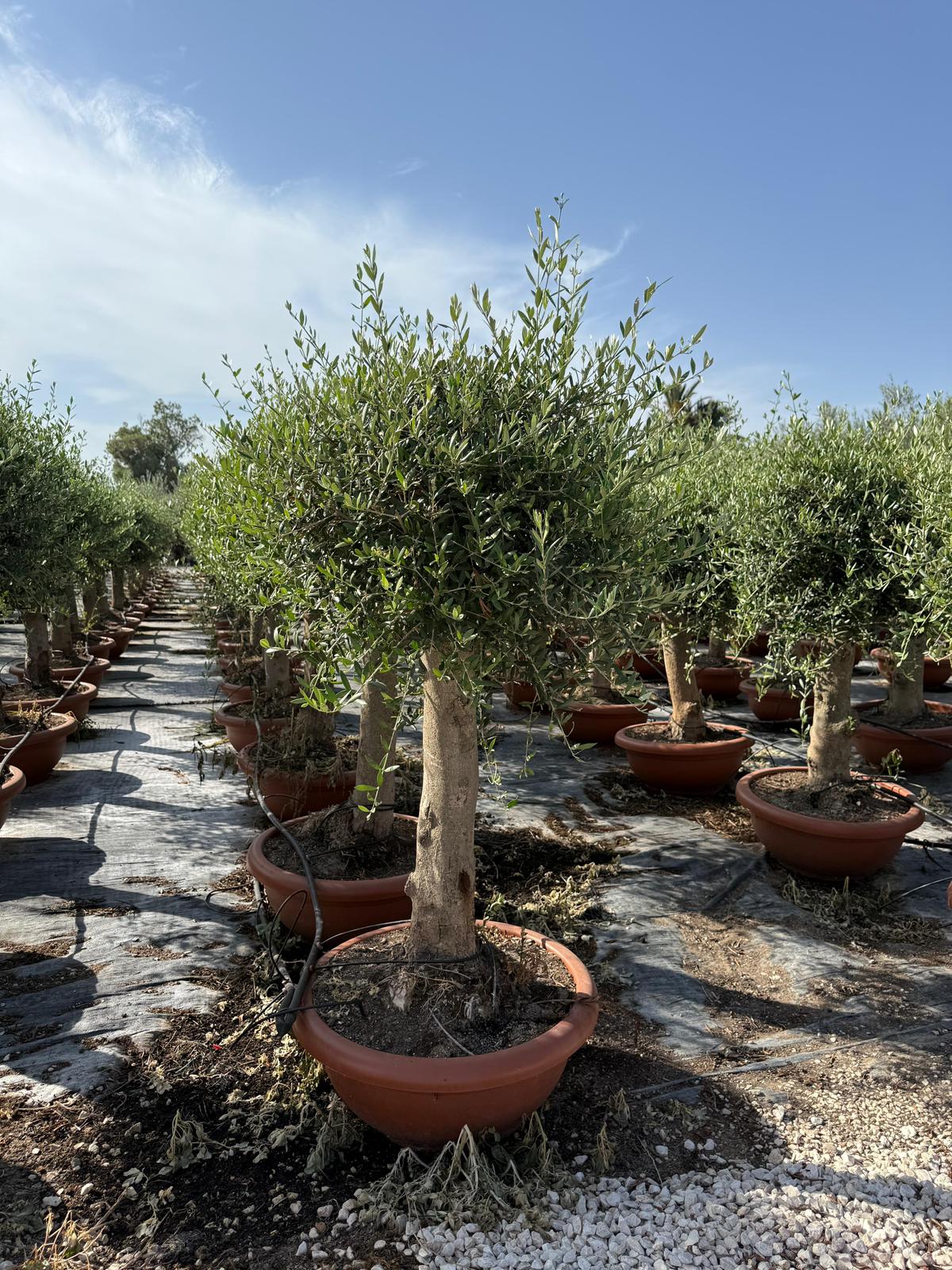 Olea europaea piel joven t60cm |  P.60cm H.180