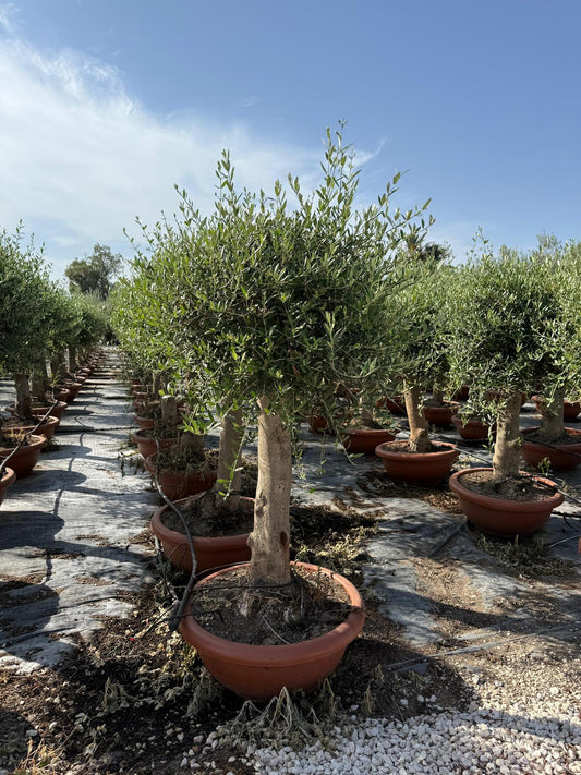 Olea europaea piel joven t60cm |  P.60cm H.180