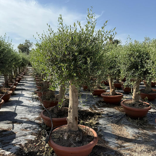 Olea europaea piel joven t50cm |  P.50cm H.180