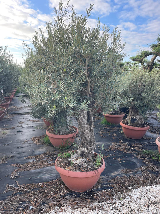 Olea europaea piel vieja t70cm |  P.70cm H.180