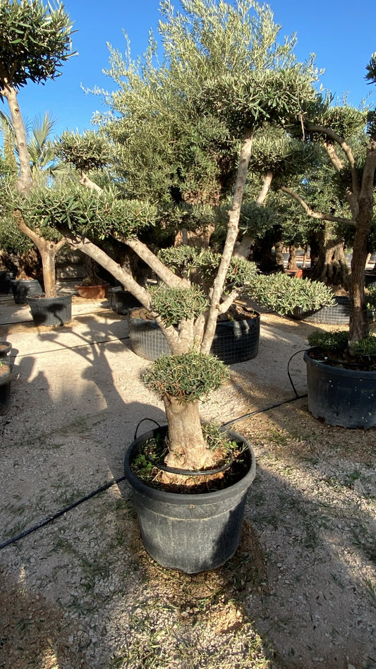 Olea europaea plato 130l  |  P.64cm H.260
