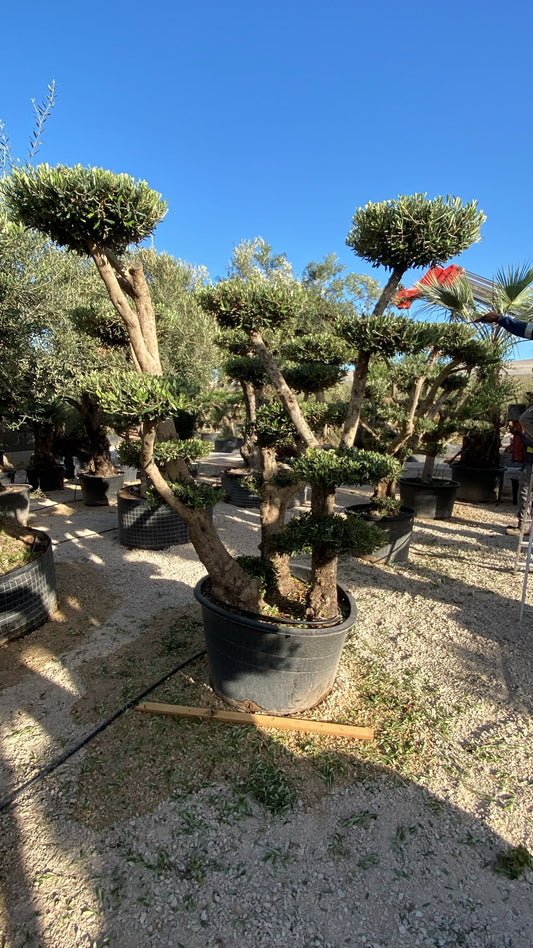 Olea europaea plato 230l az  |  P.80cm H.240