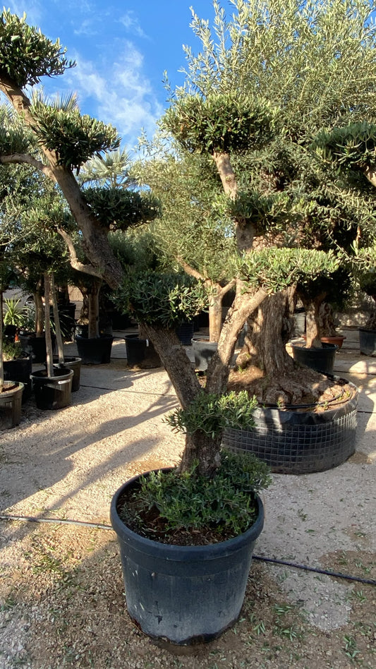Olea europaea plato 230l nj |  P.80cm H.240