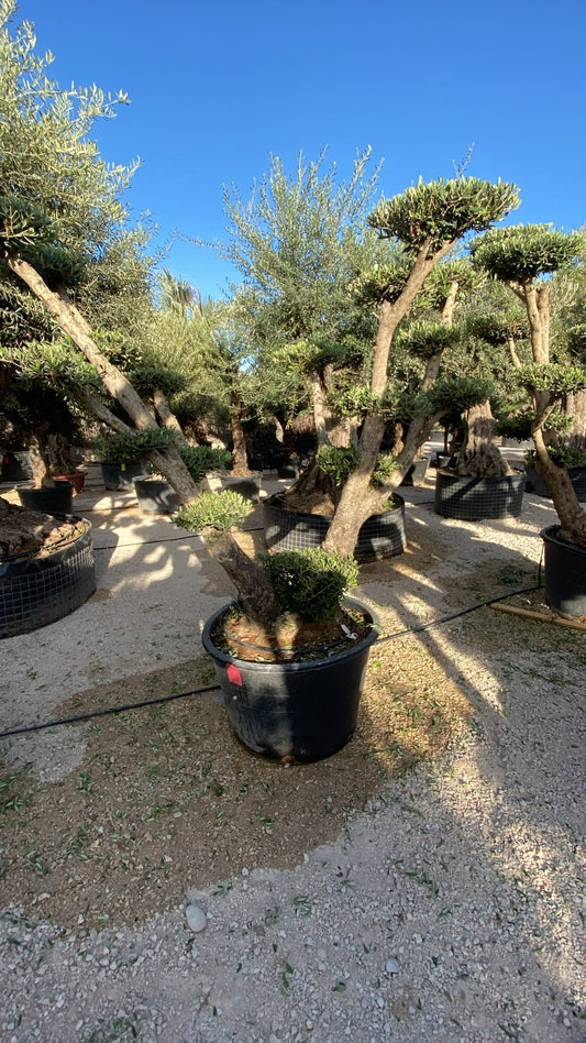 Olea europaea plato 230l rj  |  P.80cm H.240